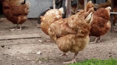 Bir sürü kahverengi, kızıl tavuk ve horoz kumda bir şeyler gagalıyor. Büyük bir avluda solucan ve tohum arıyorlar..