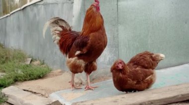 Bir kuş besleyicietrafında bir horoz ve bir horoz asılı.
