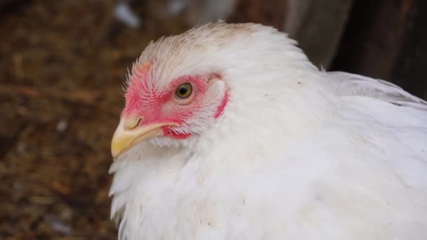 白い雌鶏は その大きな黄色い目と点滅で私たちを見ています — ストック動画