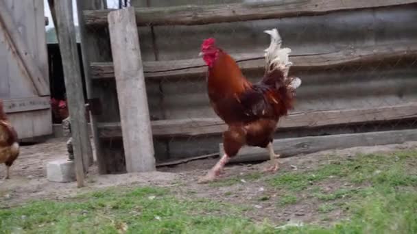 Ein Pompöser Hahn Jagt Eine Henne Hof — Stockvideo