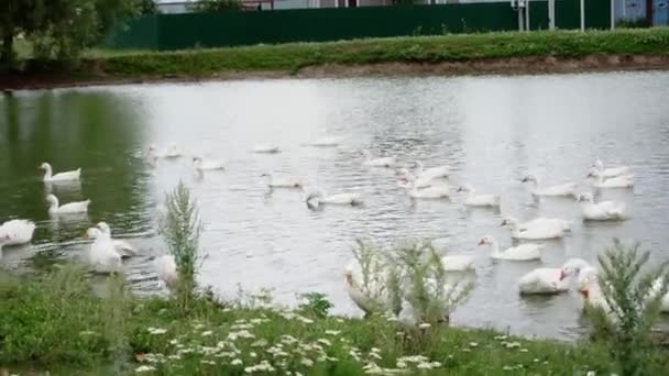 Ein Schwarm Gänse Schwimmt Einem Kleinen Teich Der Nähe Eines — Stockvideo