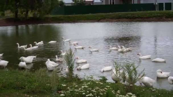 白いガチョウの群れが小さな池で泳いでいる — ストック動画