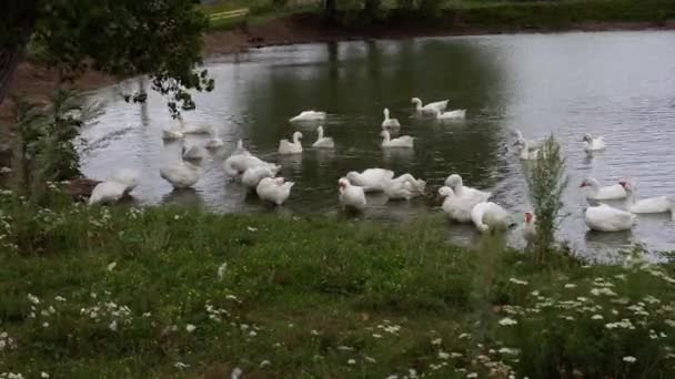 Bando Gansos Está Nadando Uma Pequena Lagoa Perto Uma Casa — Vídeo de Stock