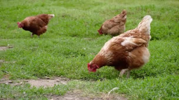 Ginger Tyúkok Tarka Kakasok Keres Madáreleségembe Férgek Egy Nagy Ország — Stock videók