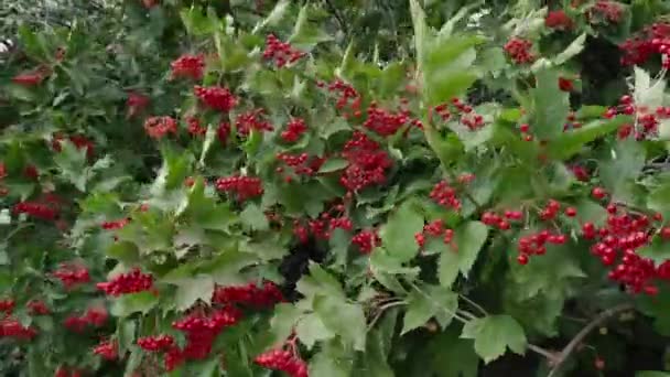 Árbol Bolas Nieve Con Racimos Bayas Rojas Está Temblando Viento — Vídeos de Stock