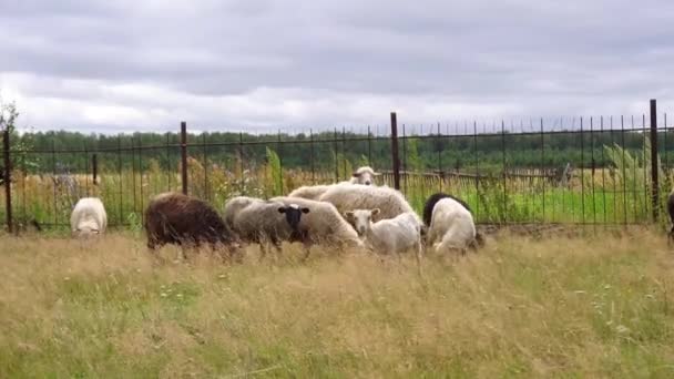 Bir Koyun Sürüsü Yüksek Bir Fense Yakınında Yeşil Çimenler Üzerinde — Stok video