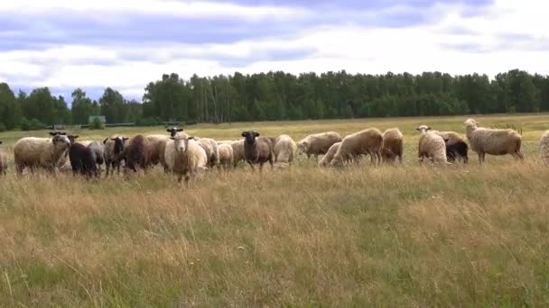Bir Koyun Sürüsü Geniş Bir Alanda Geziniyor Arka Planda Yeşil — Stok video