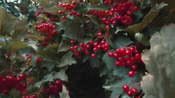 Une Flèche Pleine Grappes Baies Rouges — Video