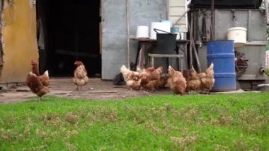 Kümese yakın bir sürü kahverengi hens var. Bulutlu bir yaz gününde dışarıda yürüyorlar..