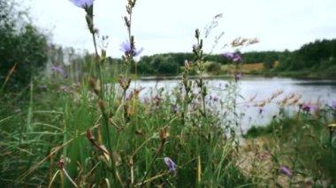 Biz küçük ormanlar ve yabani bitkiler ile çevrili muhteşem bir göl görebilirsiniz. Çiçekler ve yüksek çimenler güçlü rüzgarda sallanır. Yaz günü bulutlu ve rüzgarlı.