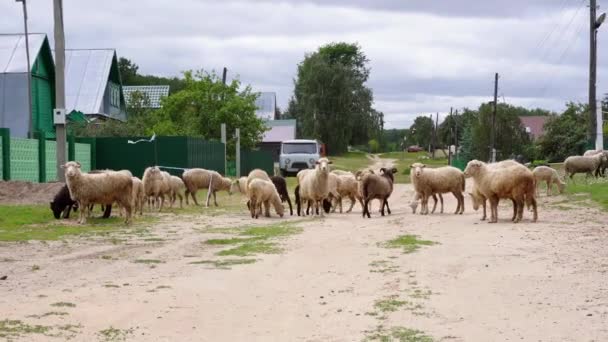 Stado Owiec Jest Chodzenie Przeglądanie Zielonej Trawie Szerokiej Ulicy Wsi — Wideo stockowe