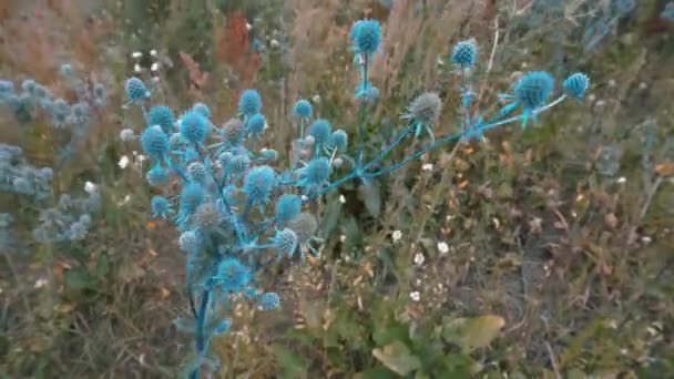 草原草地上有一只令人惊异的蓝色甲虫 还有很多其他野花 他们在风中摇晃 — 图库视频影像