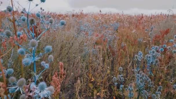 대초원 초원에 다채로운 파란색 엉겅퀴와 식물이 있습니다 — 비디오