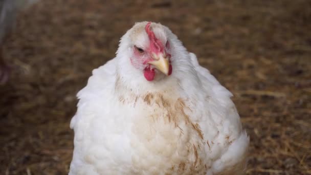 Une Grande Poule Blanche Repose Sur Paille Dans Poulailler Semble — Video