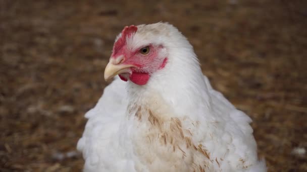 Big White Hen Blinking Its Yellow Eyes Looks Suspicious Gloomy — Stock Video