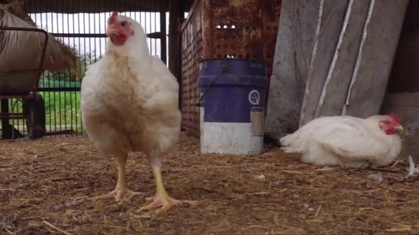 Two White Hens Resting Big Enclosure One Them Walking Straw — Stock Video