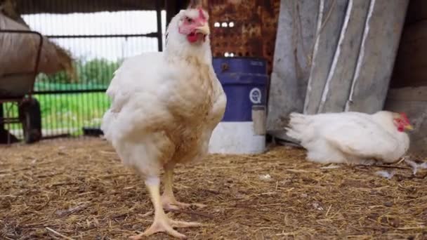 Белая Курица Ходит Соломе Клетке Открытым Небом Одна Курица Отдыхает — стоковое видео