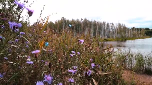 Jest Piękny Letni Krajobraz Naturalny Widzimy Malownicze Jezioro Pobliżu Brzozowego — Wideo stockowe