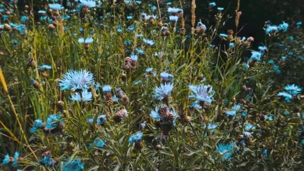 Hel Del Blå Vildblommor Full Blom Växer Grön Äng — Stockvideo