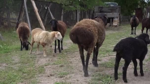 Białe Brązowe Czarne Owce Chodzą Dużej Klatce Otwartym Powietrzu Niektóre — Wideo stockowe