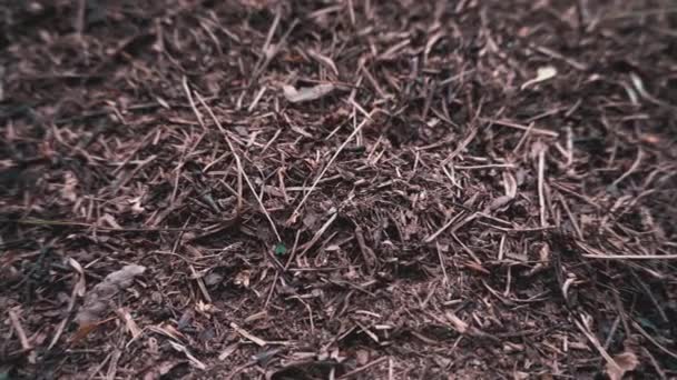 Les Fourmis Grouillent Sur Terrain Forestier — Video