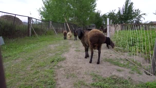Un mouton noir et brun se tient dans un corral et regarde en arrière à la caméra .