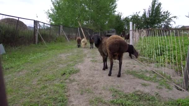 Ett Svart Och Brunt Får Står Corral Och Ser Tillbaka — Stockvideo