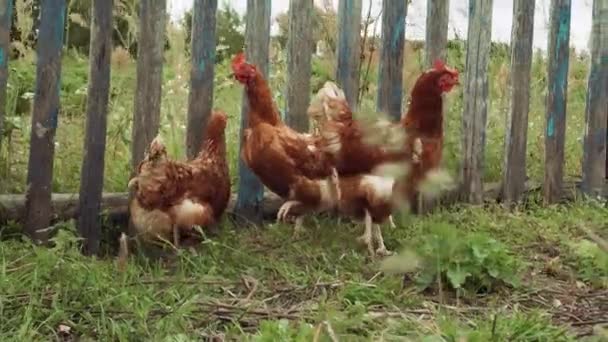 Drie Bruine Kippen Hebben Een Wandeling Buurt Van Het Hek — Stockvideo