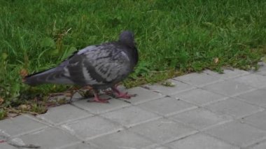 Güvercinler bir şehir parkının yeşil yiyecek arıyor.
