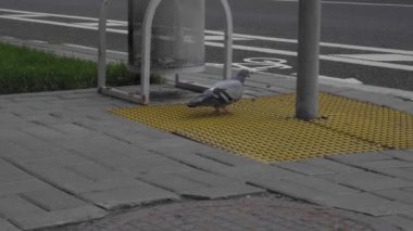Bir şehir güvercini kaldırımda bir yaya geçidi ve bisiklet yolu yakınında yürüyor..