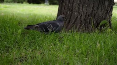 Güvercinler bir şehir parkının yeşil yiyecek arıyor.