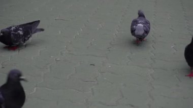 Bir grup şehir güvercini blok taşlarına ekmek kırıntıları döküyor..