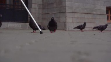 Bir grup şehir güvercini blok taşlarına ekmek kırıntıları döküyor..