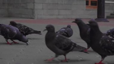 Bir grup şehir güvercini blok taşlarına ekmek kırıntıları döküyor..