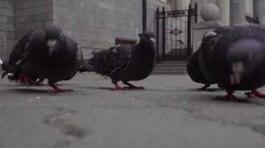 Bir grup şehir güvercini blok taşlarına ekmek kırıntıları döküyor..