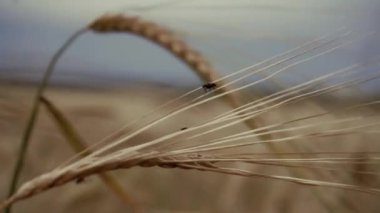 Tarlada sarı buğday konisi ve üzerinde sinek var. Yakın çekim.
