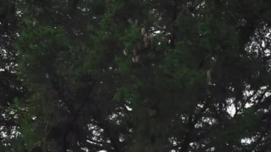 Büyük konileri olan sekoya dalları rüzgarda sallanır. Bir çam ormanının güzel bir alacakaranlık manzarası var..