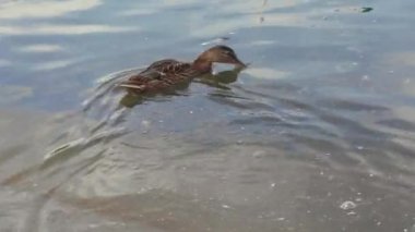Bir yaban ördeği yazın şehrin genel bahçesindeki büyük gölette yüzüyor ve dalıyor..