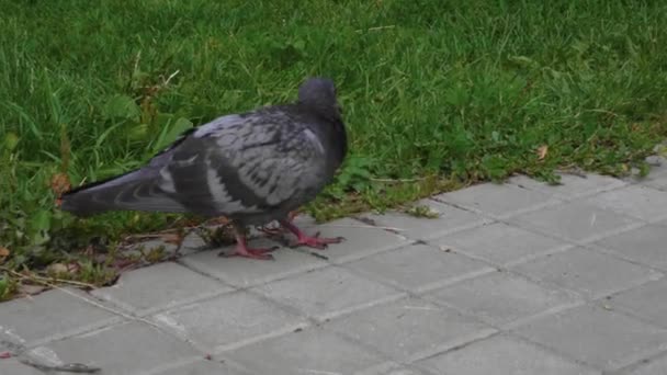 ハトは都市公園の緑の中で食べ物を探しています — ストック動画