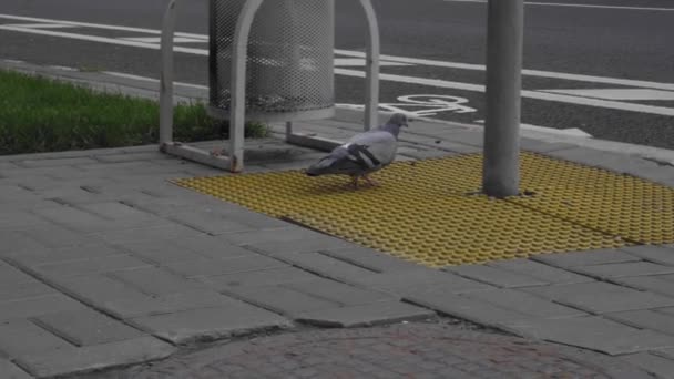 Stadduva Går Trottoaren Nära Övergångsställe Och Cykel Körfält — Stockvideo