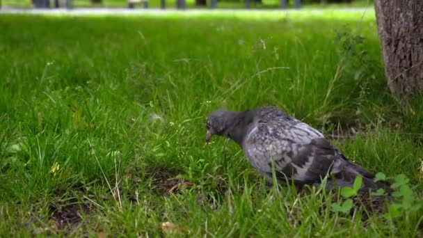 ハトは都市公園の緑の中で食べ物を探しています — ストック動画