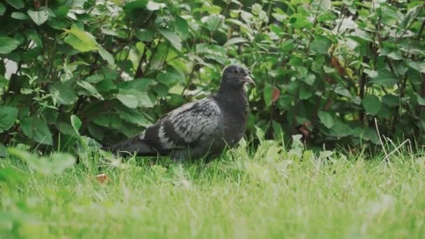 鸽子在城市公园的绿色中寻找食物 — 图库视频影像