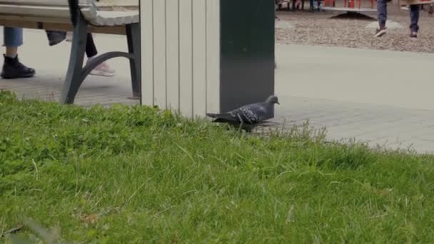 Голуб Гуляє Міському Парку Влітку — стокове відео