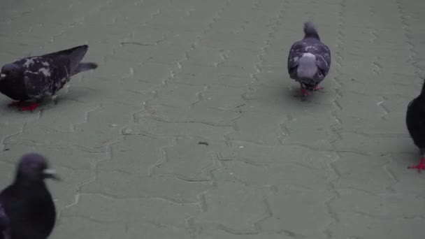 Ein Haufen Stadttauben Pickt Semmelbrösel Auf Die Blocksteine — Stockvideo