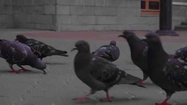 Ein Haufen Stadttauben Pickt Semmelbrösel Auf Die Blocksteine — Stockvideo