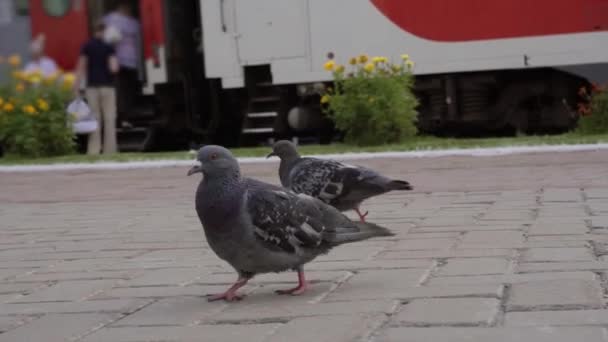 Duvor Söker Smulor Järnvägs Plattformen — Stockvideo