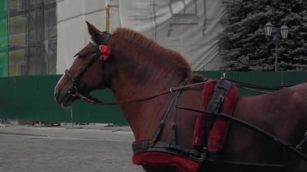 美しい赤いハーネスを持つソルレの馬が騎手を待っています — ストック動画