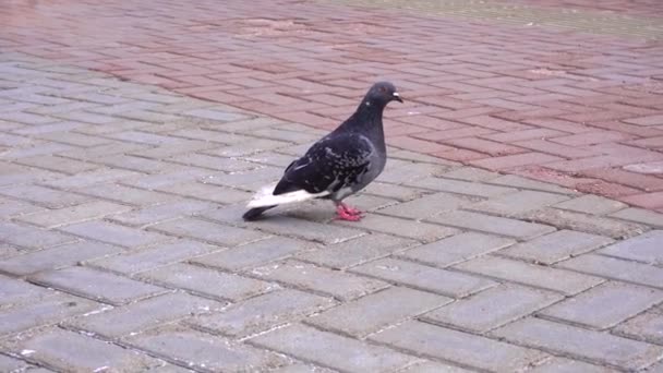 Palomas Ciudad Están Buscando Comida Plataforma Ferroviaria Cerca Tren — Vídeos de Stock