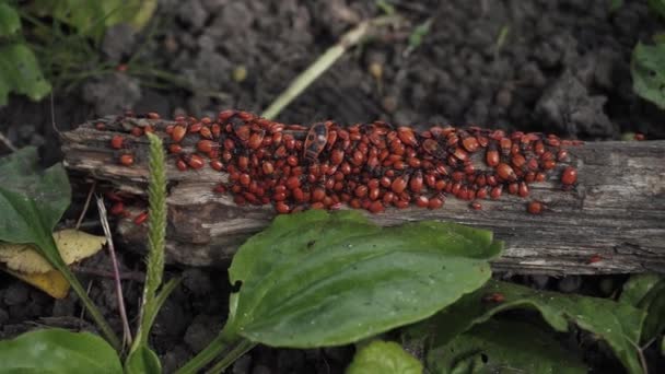 Little Red Beetles Crawling Fallen Log Green Plantain Deep Forest — Stock Video