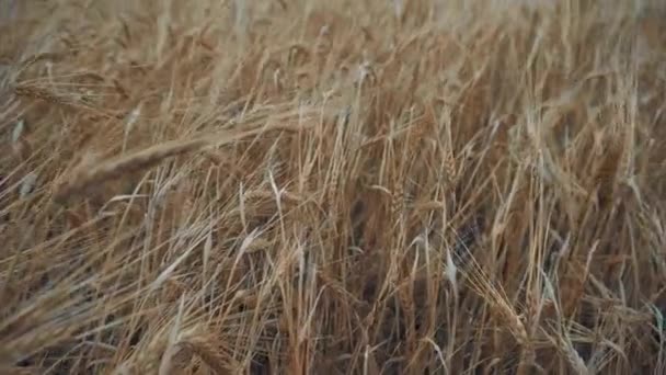 Tarlada Zengin Bir Buğday Hasadı Var — Stok video
